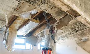 Best Mold Prevention Services  in Morgan City, LA